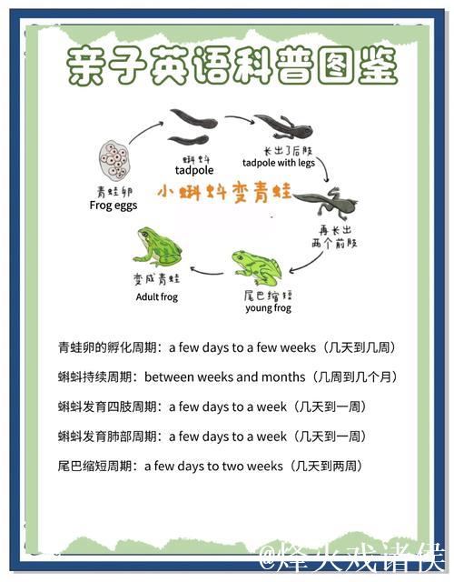 蝌蚪一窝:水下生命的小世界揭秘 蝌蚪一窝:水下生命的小世界揭秘