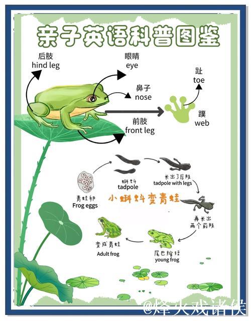 蝌蚪一窝:水下生命的小世界揭秘 蝌蚪一窝:水下生命的小世界揭秘