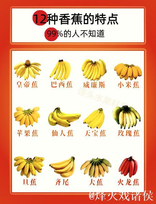 深度解析香蕉在线视频平台特色与内容优势